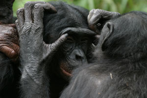 Bonobos grooming