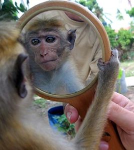 monkey mirror