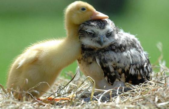duckling and owl